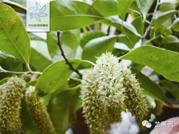 海南特有木材有哪些,海南有哪些珍贵木材