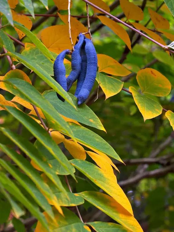 那些奇葩水果,哪些奇特的水果你吃过几种