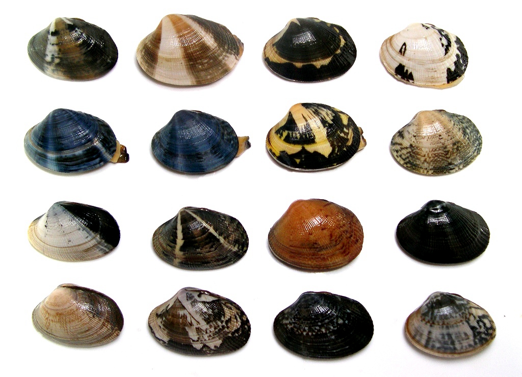 蛏子贝壳类海鲜,贝类海鲜有哪些毛蚶