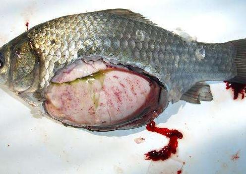 孢子虫有药可治吗,孢子虫用什么药最有效