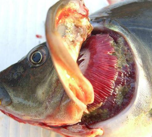 孢子虫有药可治吗,孢子虫用什么药最有效