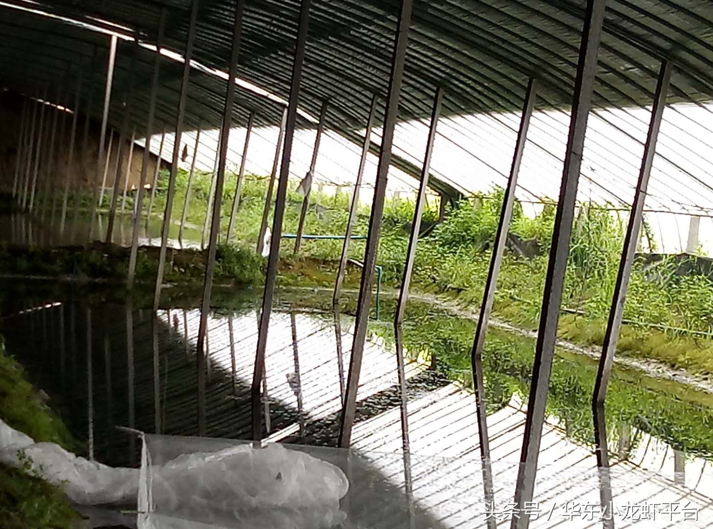 养小龙虾赚钱吗怎样养殖确保收益,基本的小龙虾养殖技术