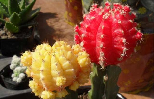 状元牡丹怎么养,绯牡丹怎么繁殖