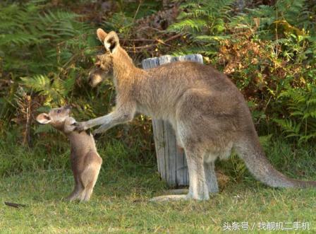 袋鼠袋子里是什么样的,袋鼠在妈妈袋子里的成长过程