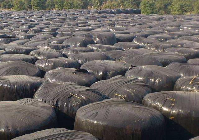养猪发酵饲料视频大全,陈氏养猪法全液态发酵饲料