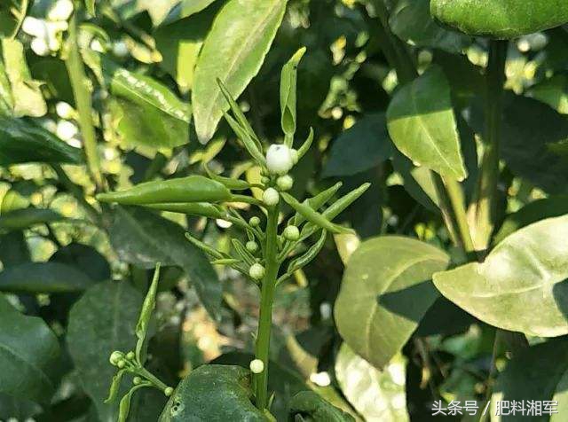 生长调节剂药害怎么办,调节剂用多了对果树有影响吗