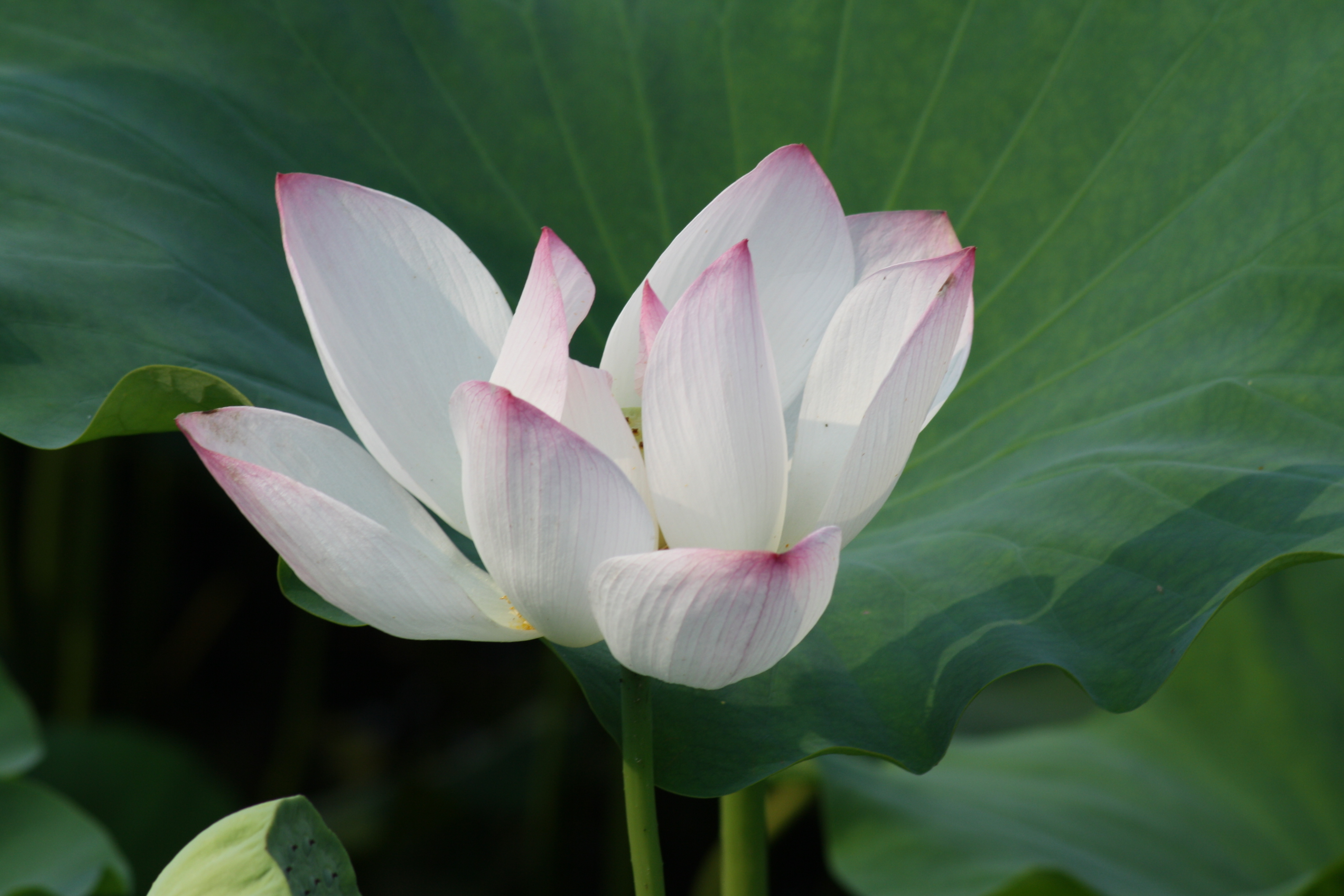 面试官问怎么营销,面试官问怎么推销自己