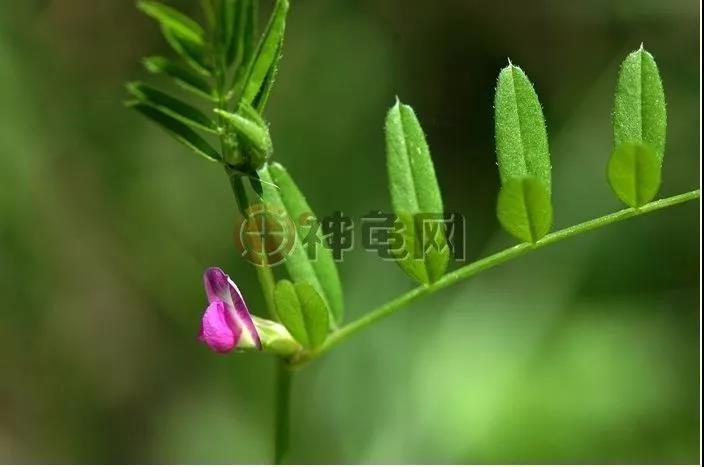 陆龟吃什么蔬菜水果比较好,陆龟最适合哪种牧草