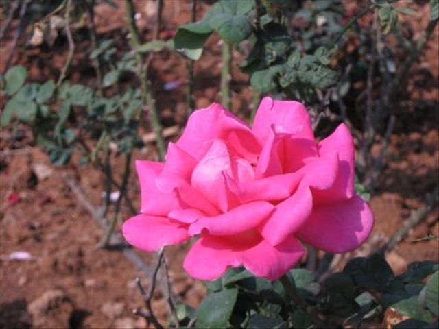 杜鹃花叶子发蔫落叶怎么办,杜鹃花叶子发褐怎么办