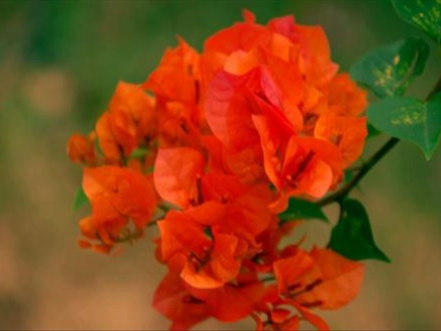 杜鹃花叶子发蔫落叶怎么办,杜鹃花叶子发褐怎么办