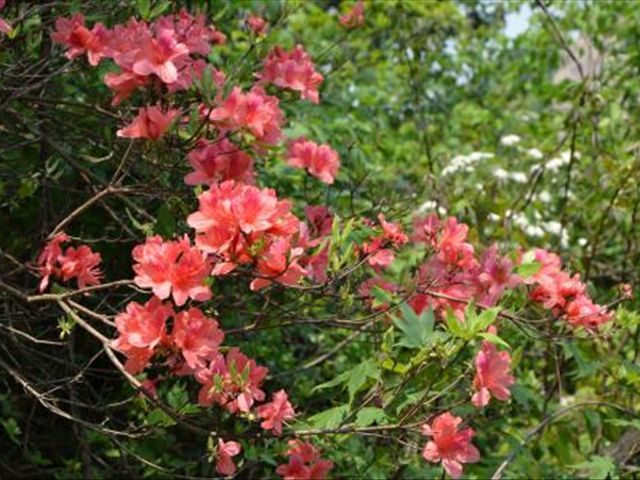 杜鹃花被冻蔫了怎么救活,杜鹃花出现各种状况时怎么办