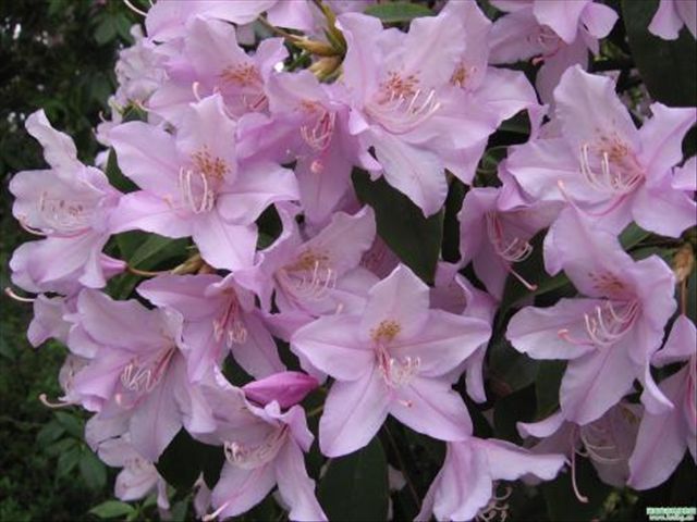 杜鹃花被冻蔫了怎么救活,杜鹃花出现各种状况时怎么办