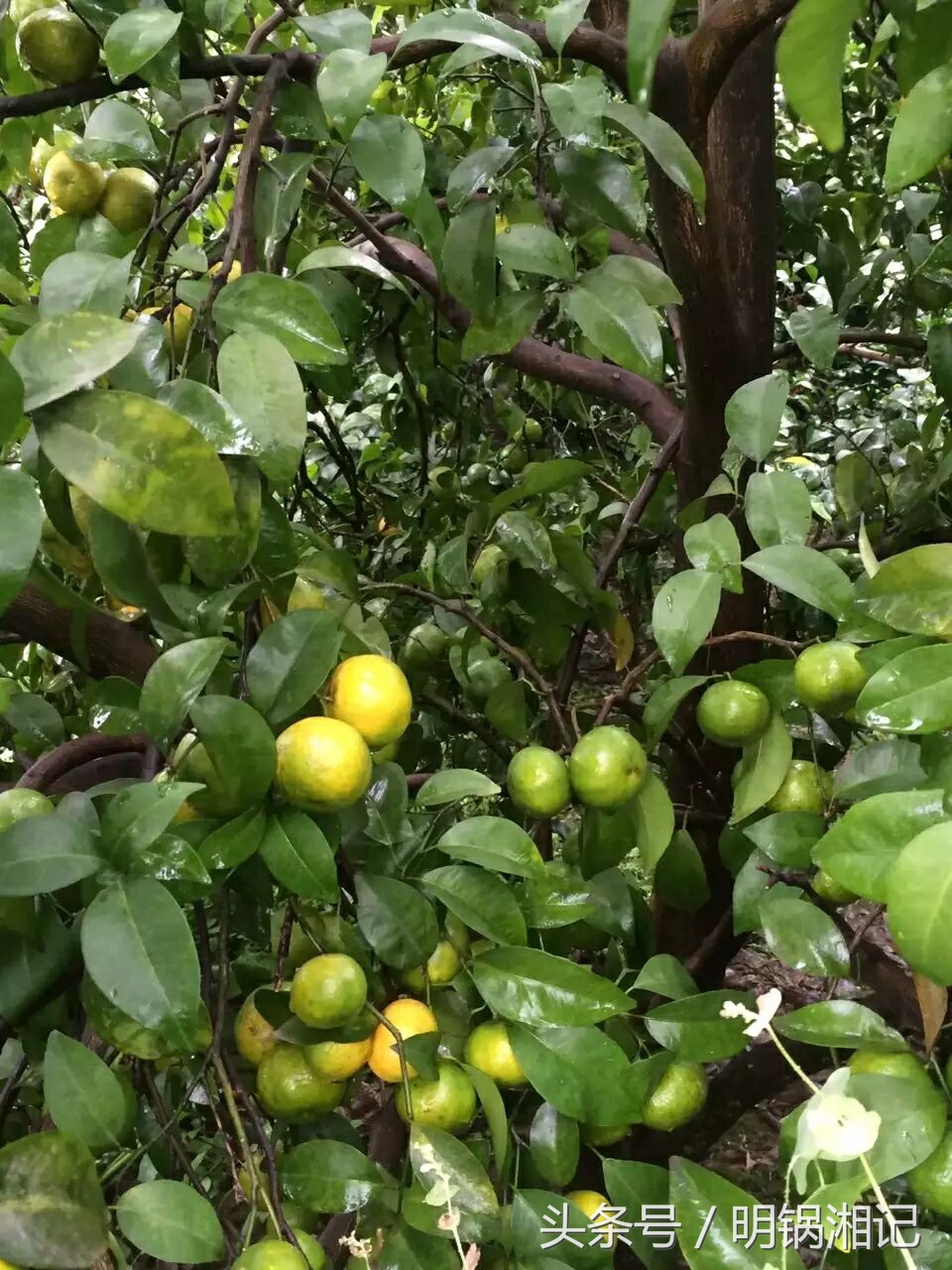 荔浦果农种植技术,广西果农种植户
