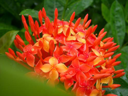 海岛龙船花干枯了怎么补救,龙船花叶尖干枯什么原因