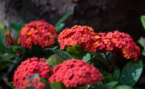 海岛龙船花干枯了怎么补救,龙船花叶尖干枯什么原因