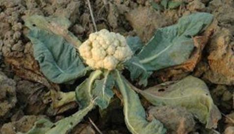 花菜常见病虫害大全及防治措施,花菜有虫害怎么办
