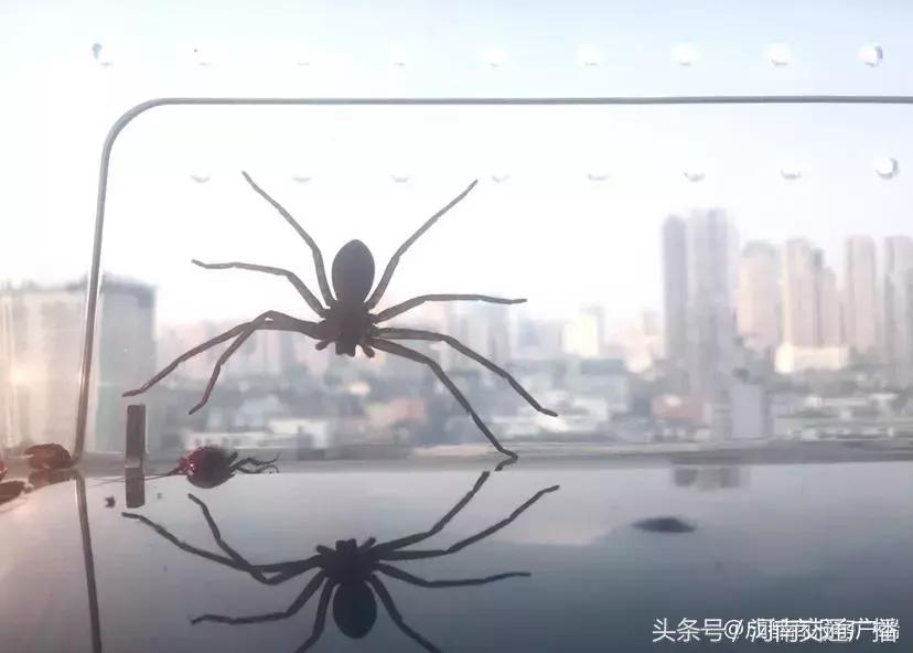 养蜘蛛能除蟑螂吗,蜘蛛能灭蟑螂吗