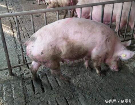 六十斤的猪脚痛怎么回事,猪脚痛为什么这么难治