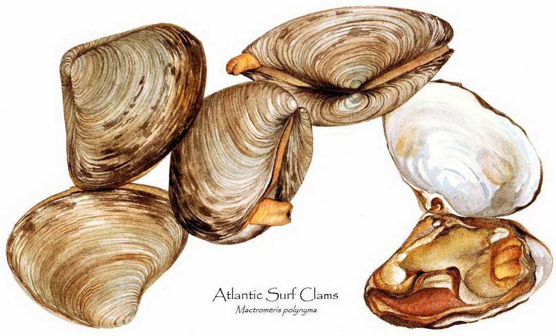 蛏子扇贝各种贝类如何区分,海鲜蛏的品种大全