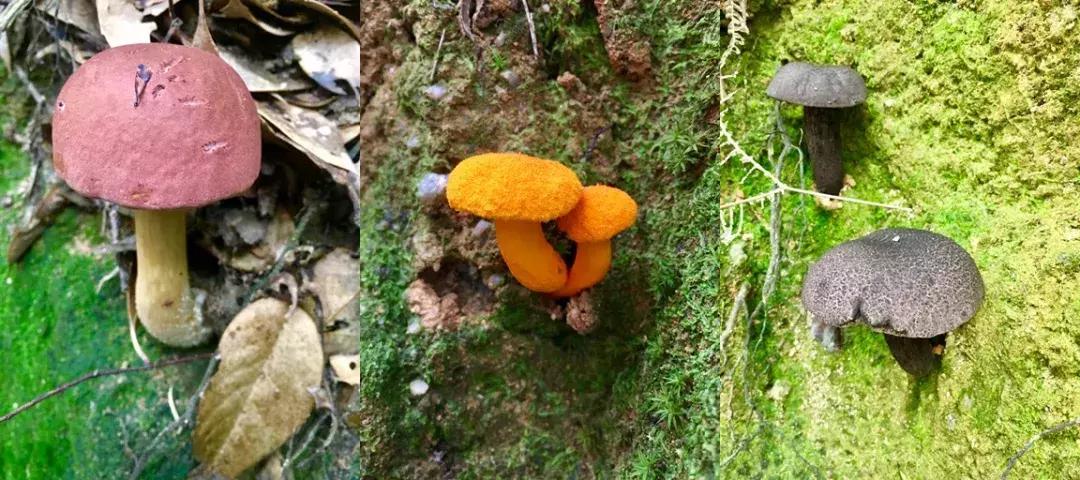 宋端宗、文天祥和红军都钟爱的明溪古村，我们有什么理由拒绝？