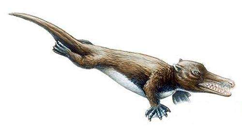 回到大海的鲸鱼,河马和鲸是什么动物