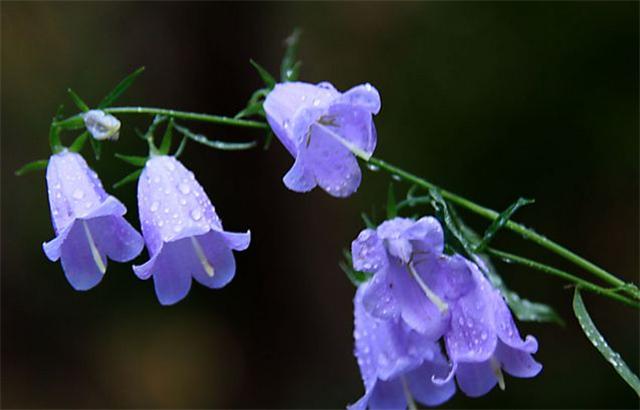 风铃草怎么养分枝多,风铃草盆栽怎么养护