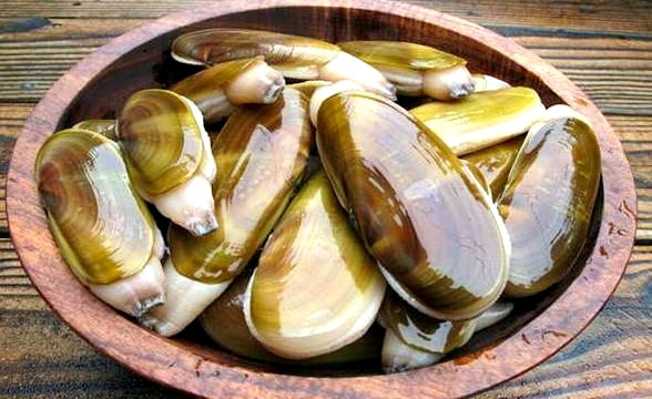 海边贝类种类,各种贝类的名称