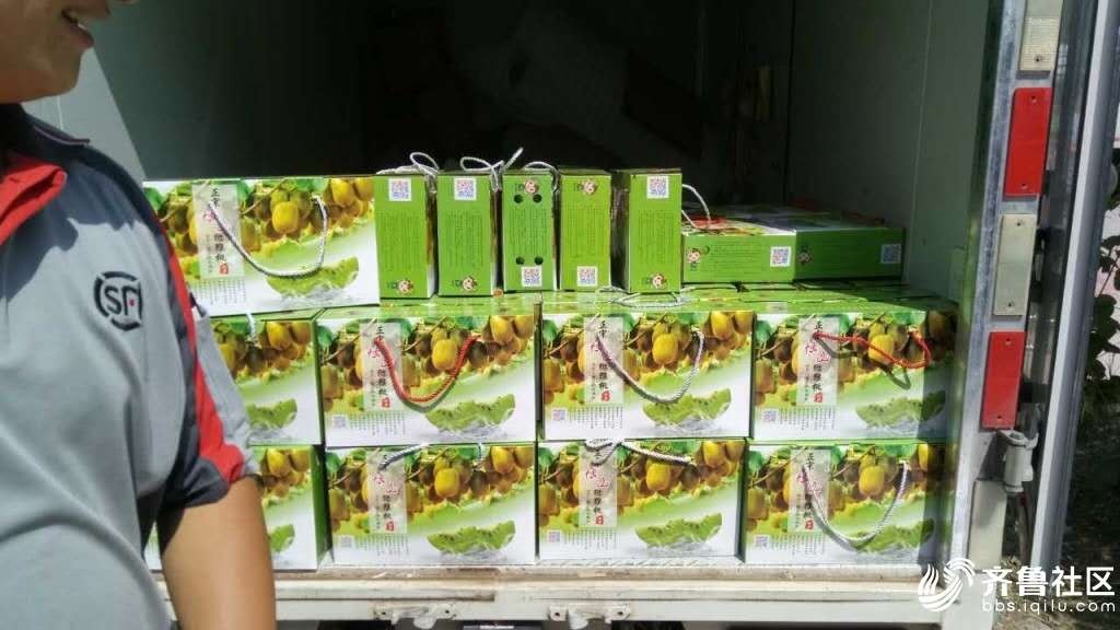 淄博源泉猕猴桃怎样识别熟了,源泉猕猴桃最新情况