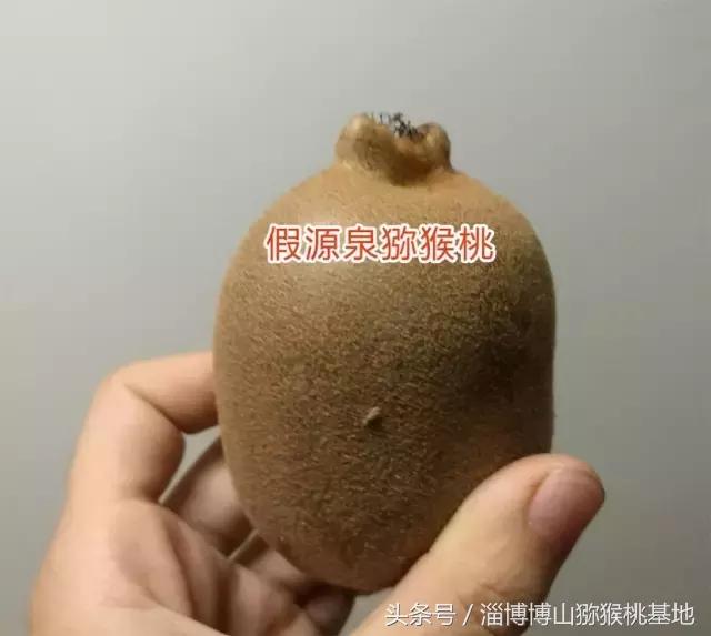 淄博源泉猕猴桃怎样识别熟了,源泉猕猴桃最新情况
