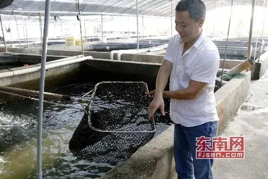 福建宴席石斑鱼,漳州东山石斑鱼