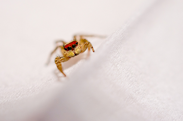 宾得相机拍人像用哪个镜头,怎样选宾得相机人像风景镜头