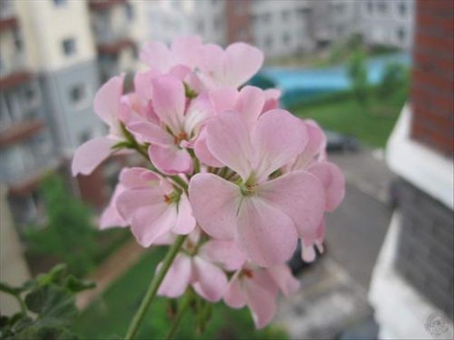 天竺葵病害一半叶枯萎,天竺葵常见的病虫害及防治方法