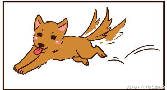 睿趣百科｜如何鉴别被猫狗咬伤后是否患上狂犬病