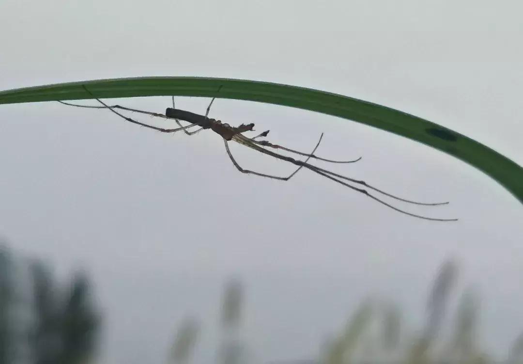 东营微文化发展趋势,东营微文化直播