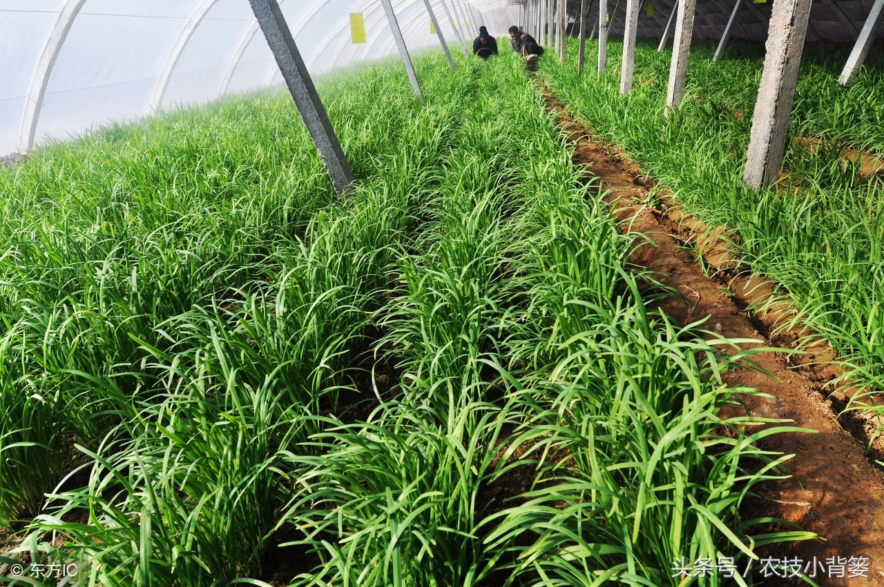 日本韭菜高产种植技术,如何种植又粗又青的韭菜
