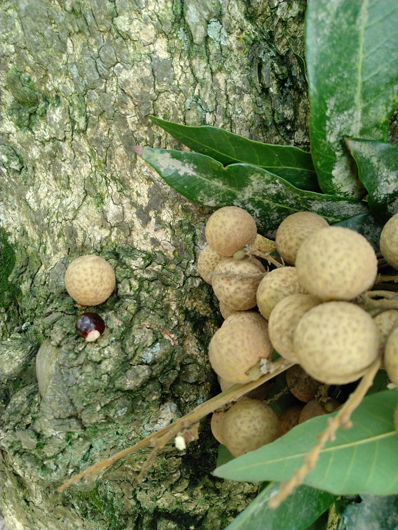 泸州青皮桂圆,泸州桂圆哪个地方产的最好最正宗