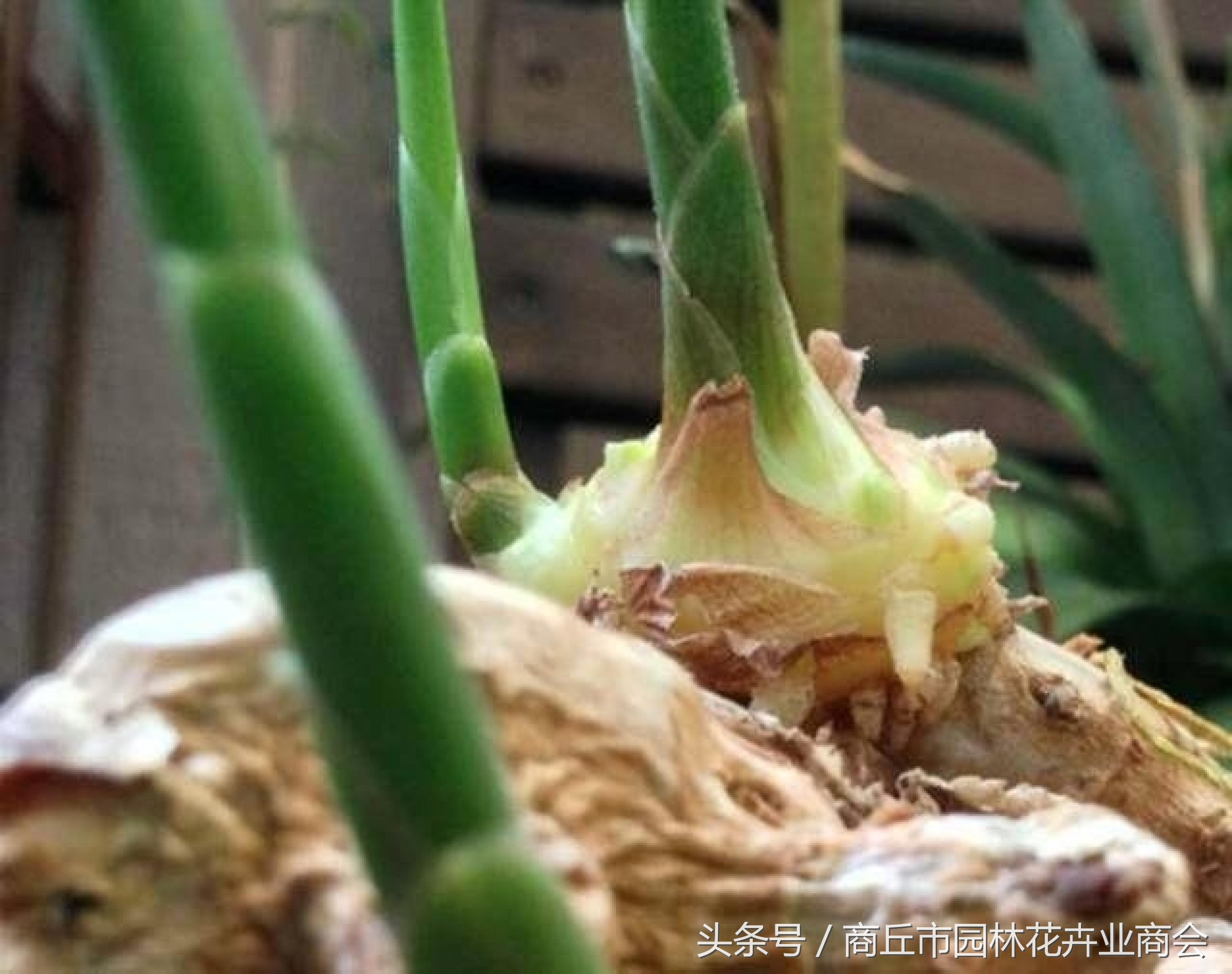 盆栽生姜到时候是不是必须挖起来,盆栽生姜如何才能高产