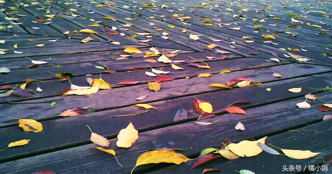 化橘红风热感冒,化橘红为什么能治疗咳嗽