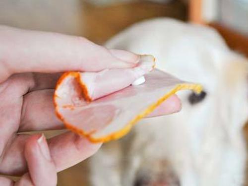 小狗刚到家怎么养柯基呢,小狗刚到家关笼子里一直叫怎么办