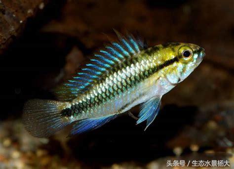 短鲷鱼喂什么鱼食好,短鲷吃什么食物最好