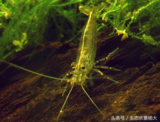 不伤虾的杀蓝藻方法,不伤稻田虾除纤毛虫的药