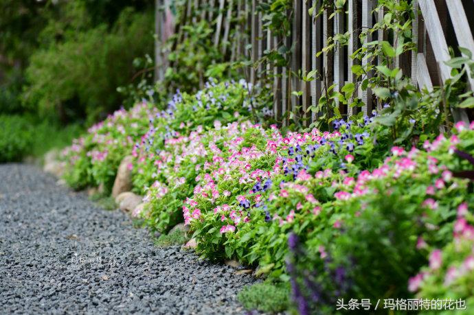 开满鲜花的小路教学设计一等奖,园丁培植万朵花