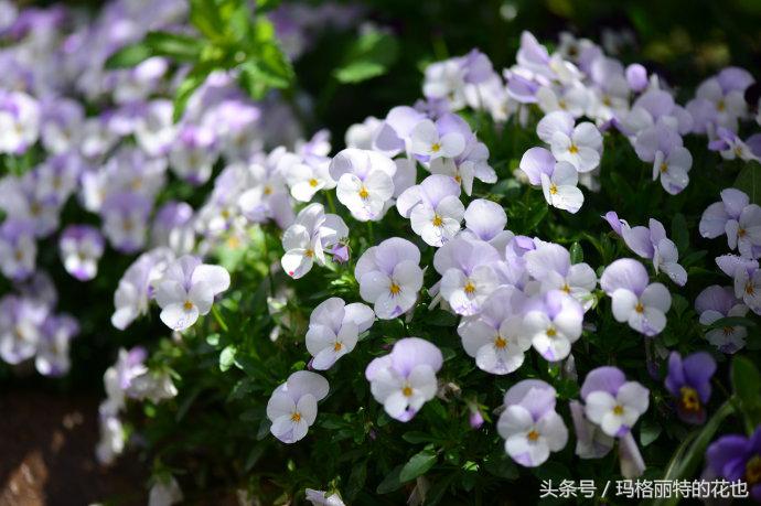 园丁修剪灌木,开满鲜花的小路教学设计一等奖