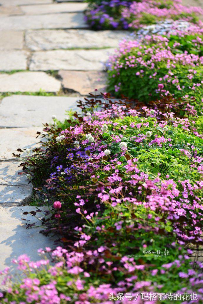 园丁修剪灌木,开满鲜花的小路教学设计一等奖