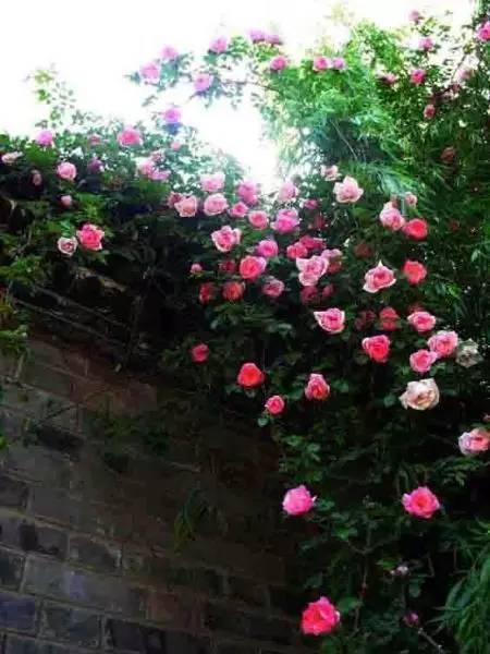 一生以花为伴,以花为伴虚度光阴