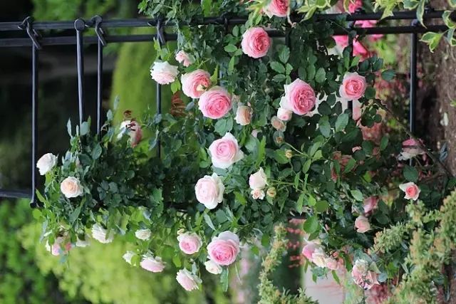 一生以花为伴,以花为伴虚度光阴