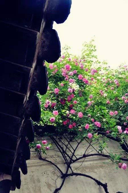 一生以花为伴,以花为伴虚度光阴