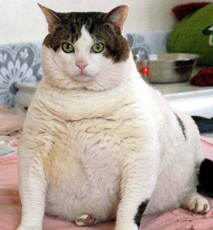 养猫怎么养胖,养猫怎么把猫养温柔