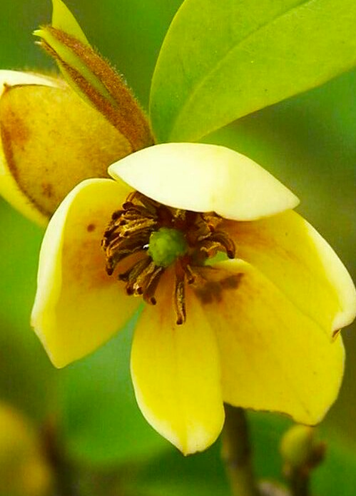 你含笑立在枝头上,笑而不语——含笑花
