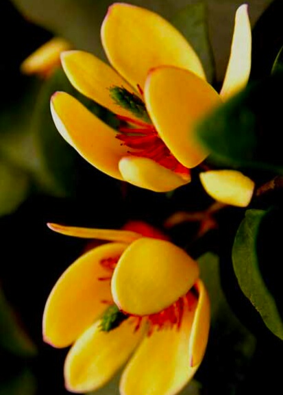 你含笑立在枝头上,笑而不语——含笑花